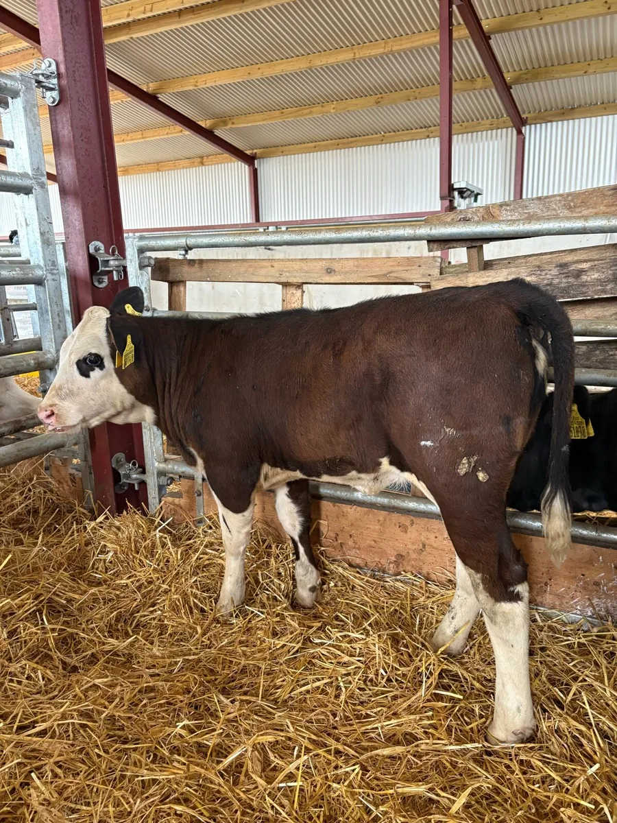 12 top quality 2-3 month old heifer runners🔥 - Image 3