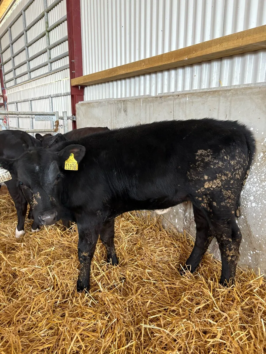 12 top quality 2-3 month old heifer runners🔥 - Image 4