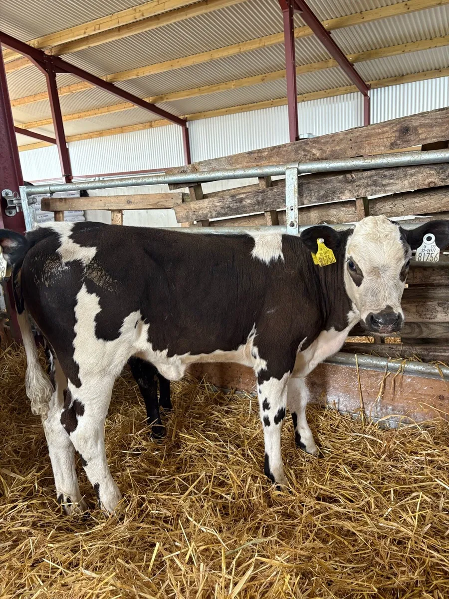 12 top quality 2-3 month old heifer runners🔥 - Image 1