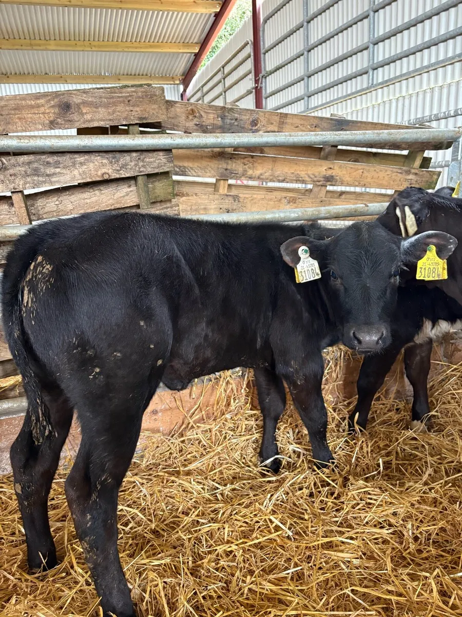 12 top quality 2-3 month old heifer runners🔥 - Image 2