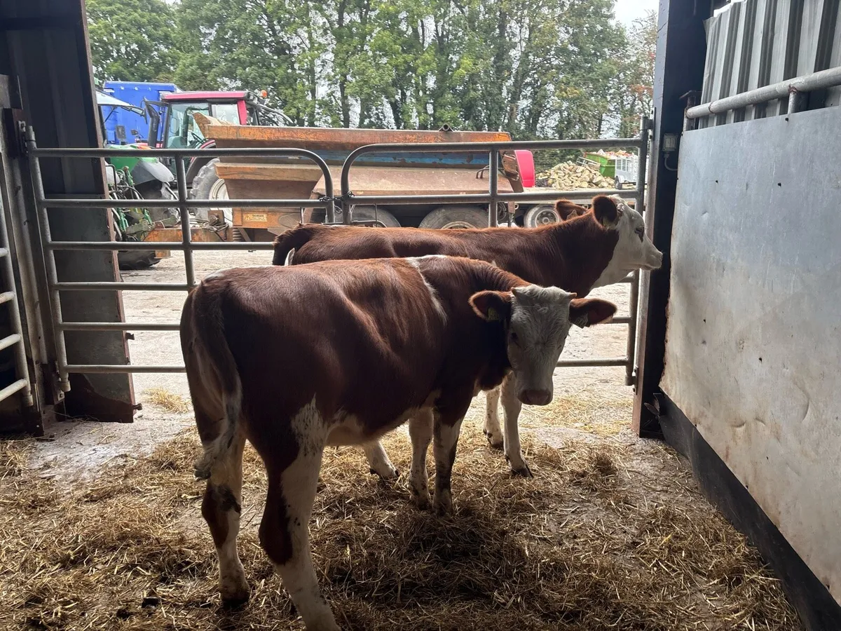 2 super Simmental weanling heifers - Image 2
