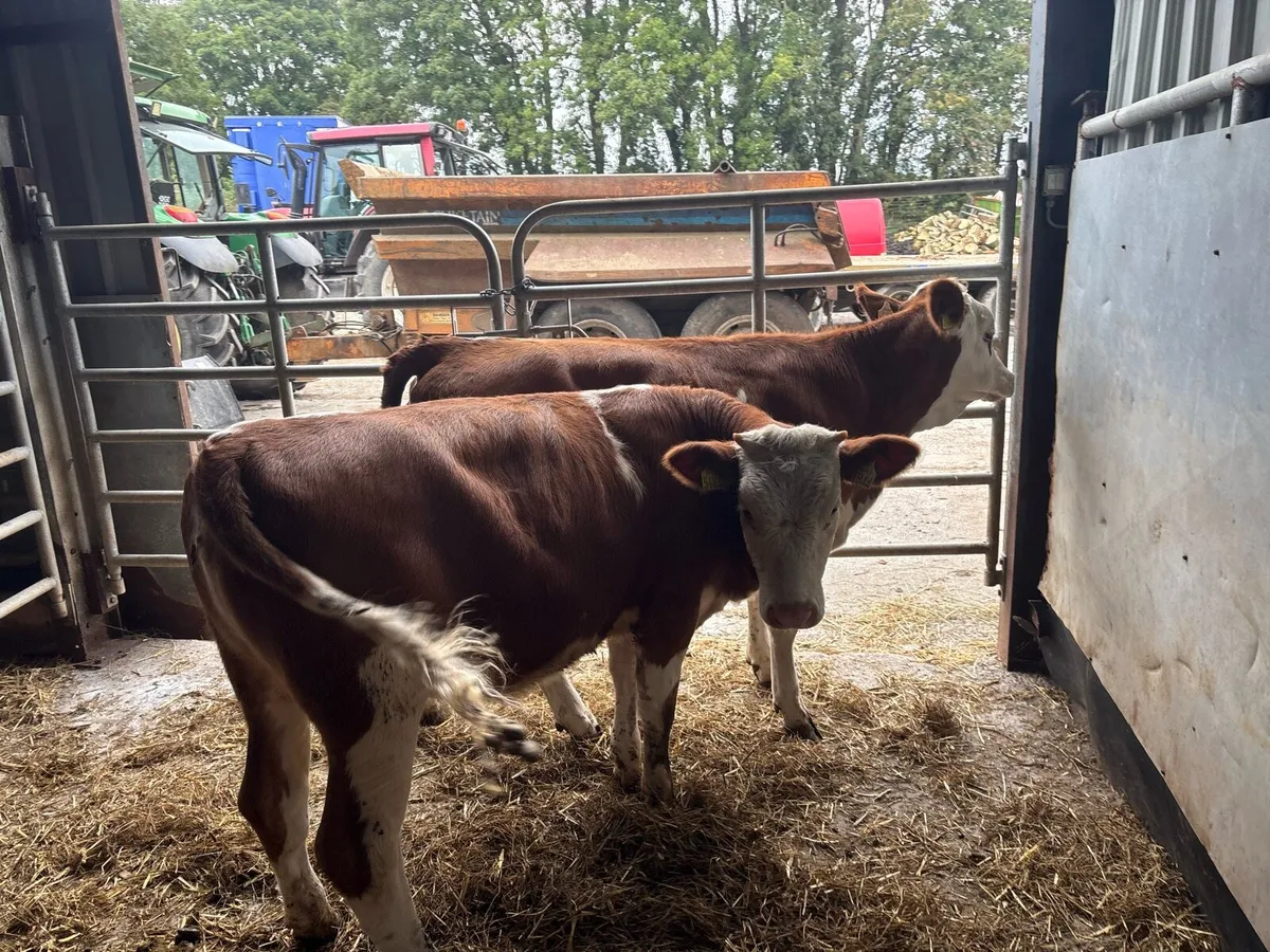 2 super Simmental weanling heifers - Image 3