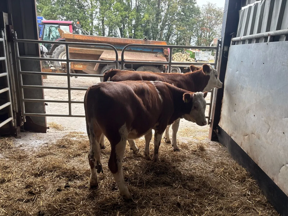 2 super Simmental weanling heifers - Image 4
