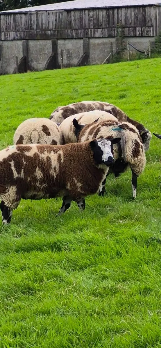 Spotted dutch rams - Image 1
