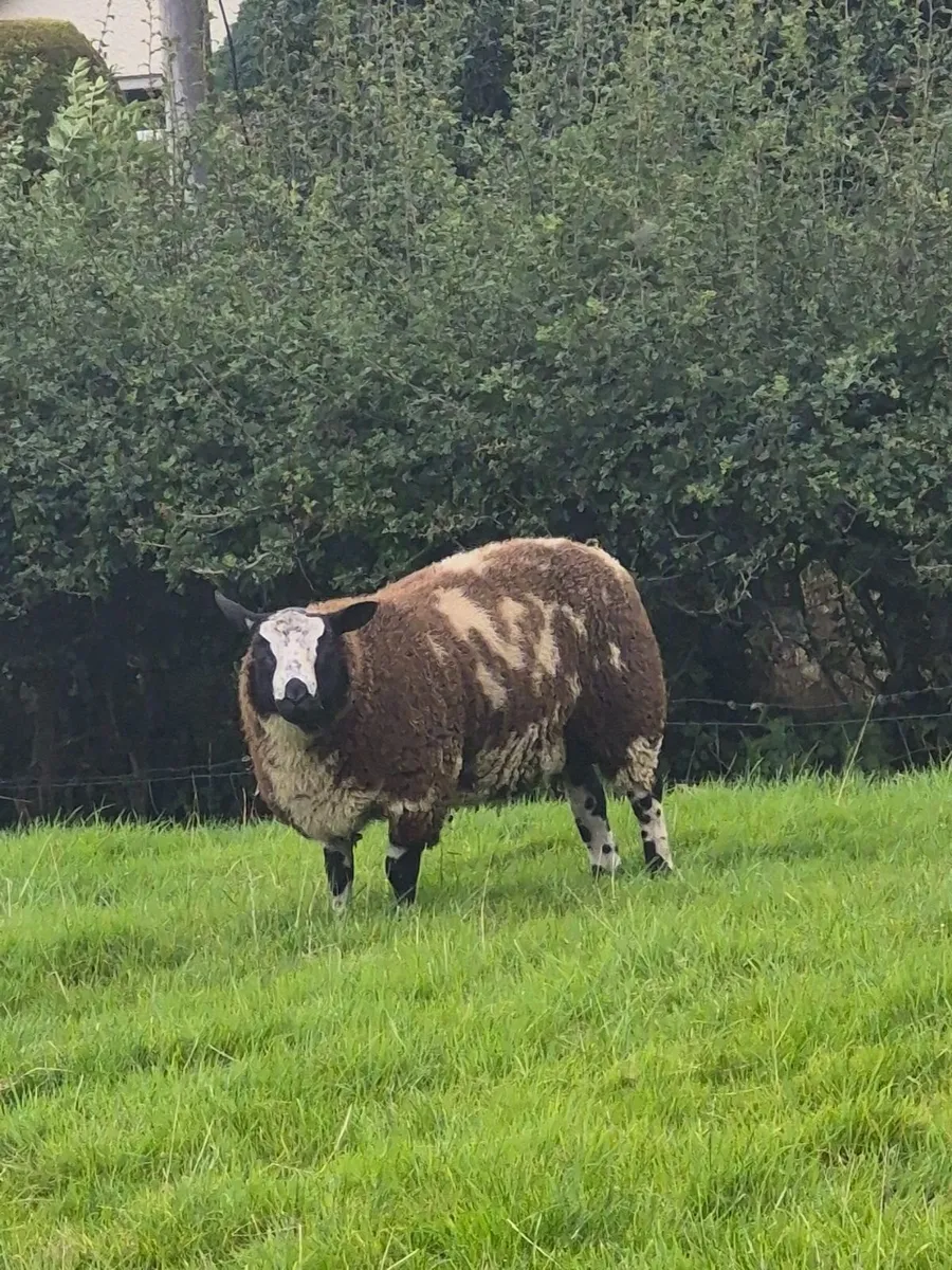 Spotted dutch rams - Image 2