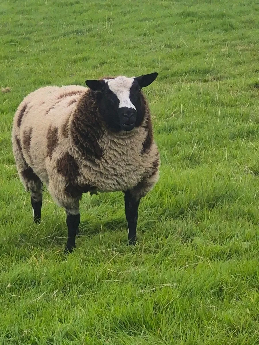 Spotted dutch rams - Image 3
