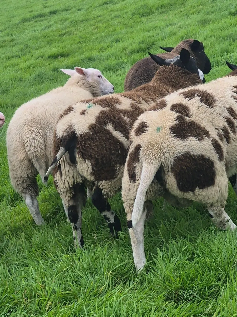 Spotted dutch rams - Image 4
