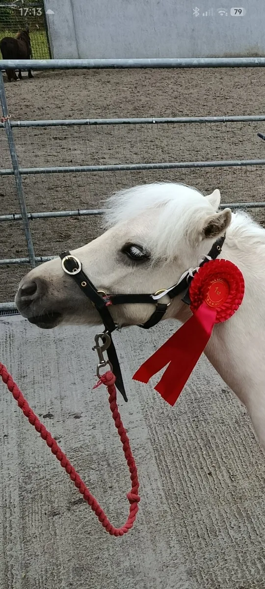 Yearling Shetland Tonnaghs breeding - Image 1