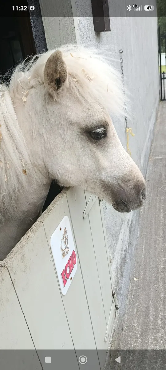 Yearling Shetland Tonnaghs breeding - Image 3