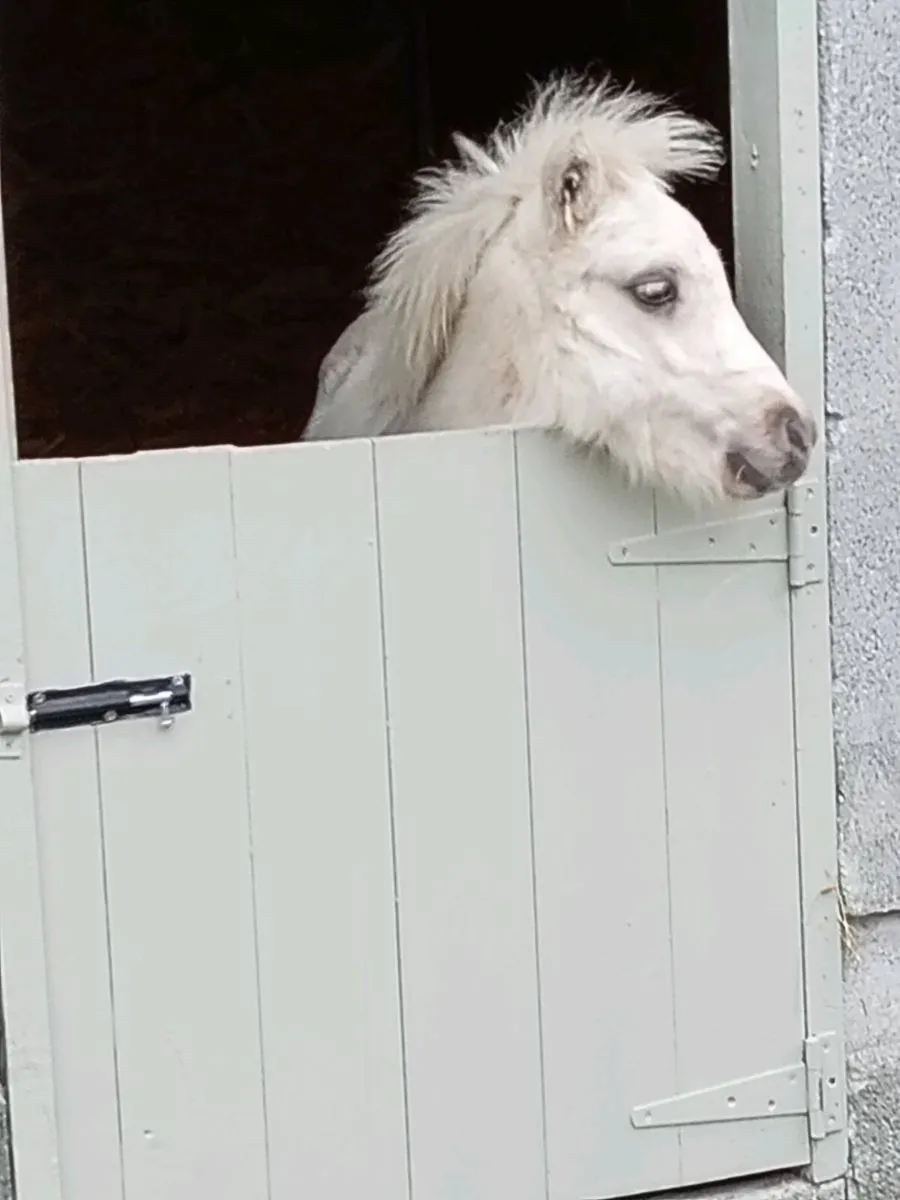 Yearling Shetland Tonnaghs breeding - Image 4