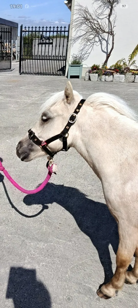 Yearling Shetland Tonnaghs breeding - Image 2