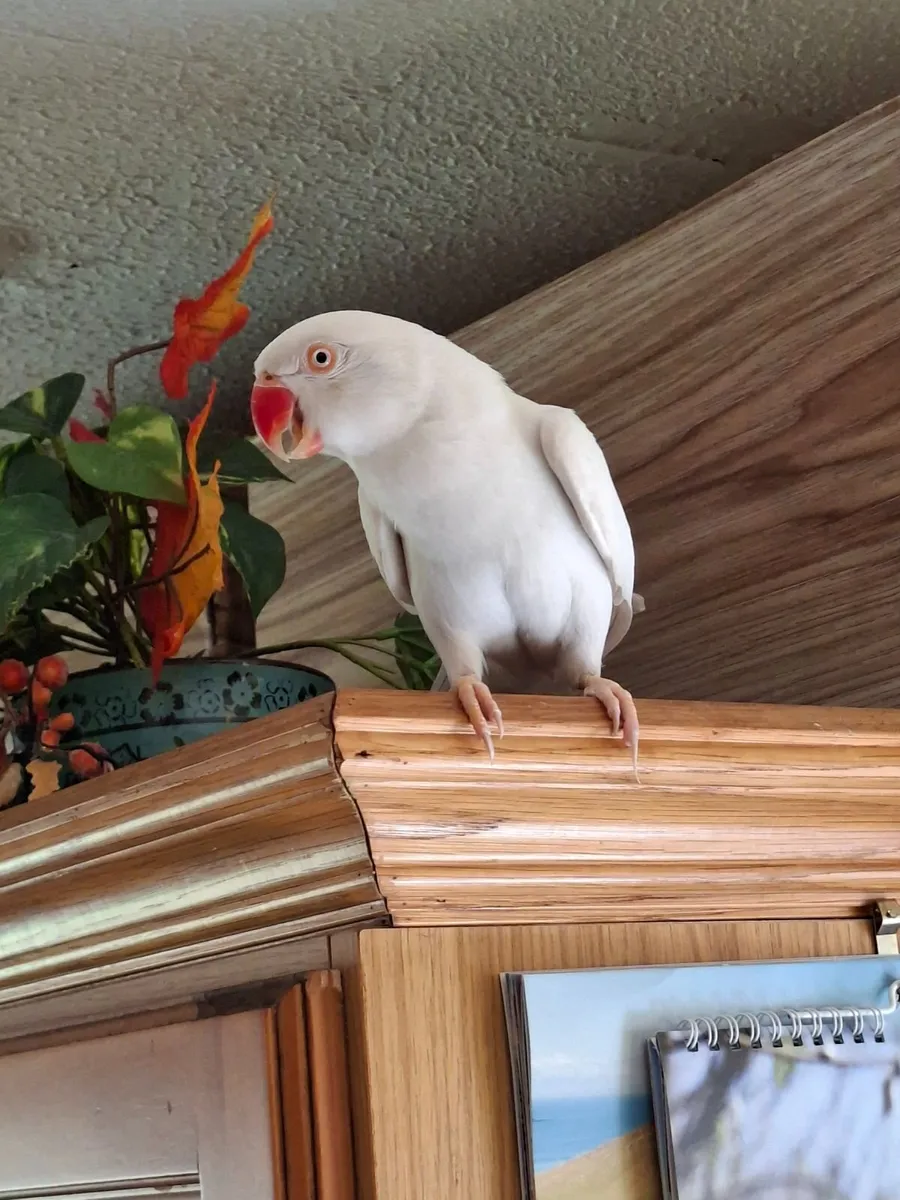 Parrot with cage - Image 2