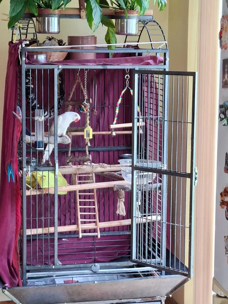 Parrot with cage - Image 3