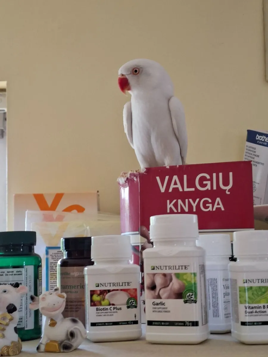 Parrot with cage - Image 4