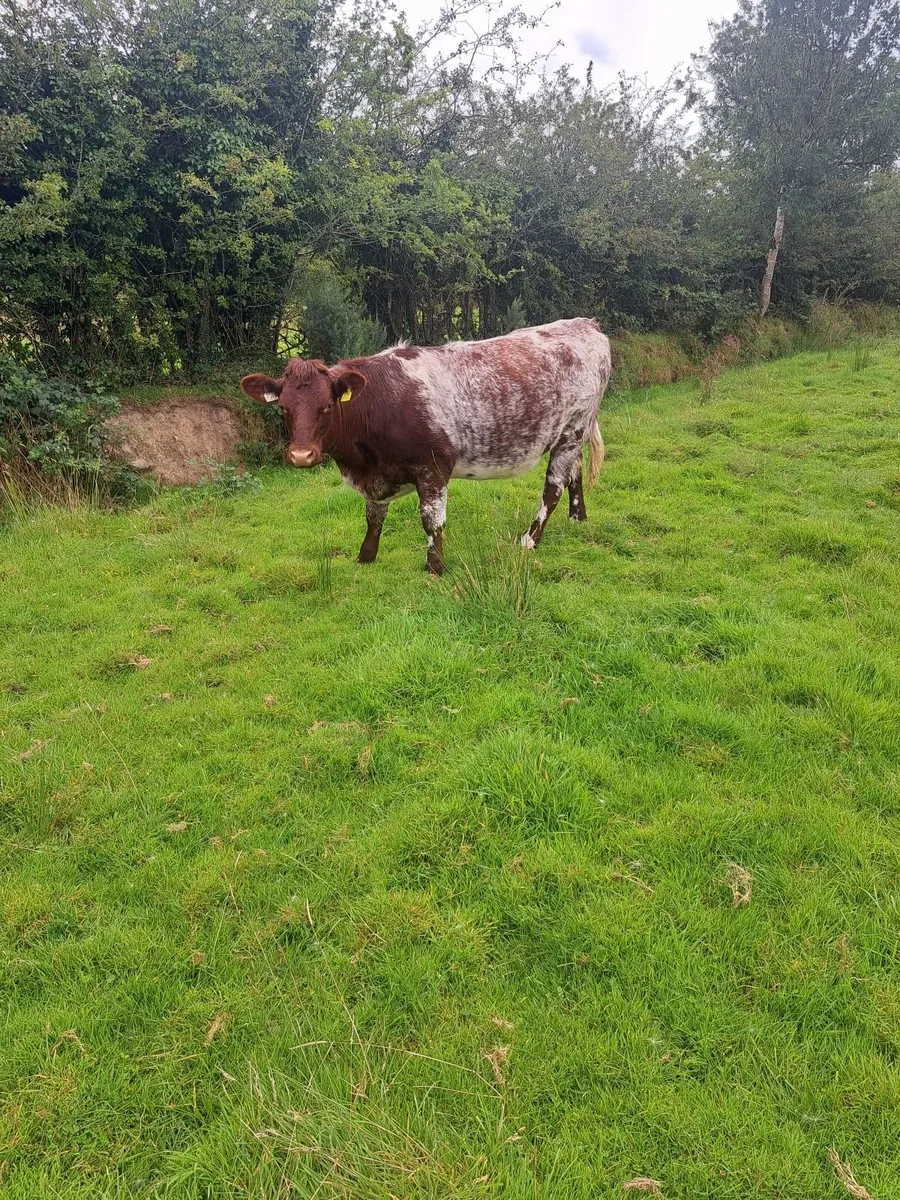 Heifers - Image 2