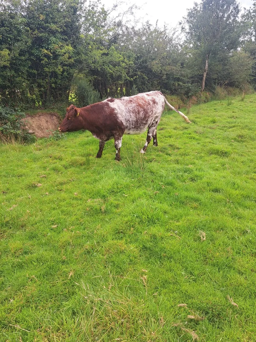 Heifers - Image 1