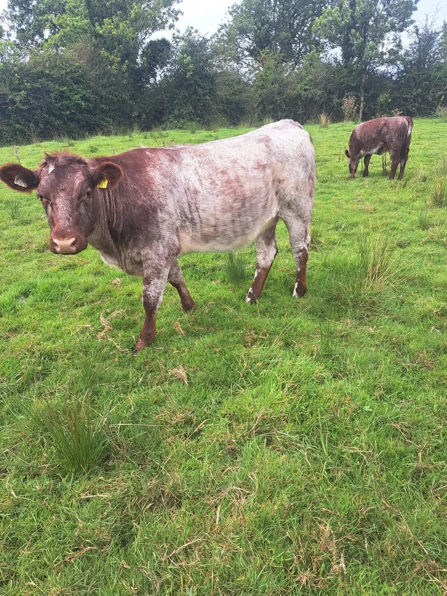 Heifers - Image 3