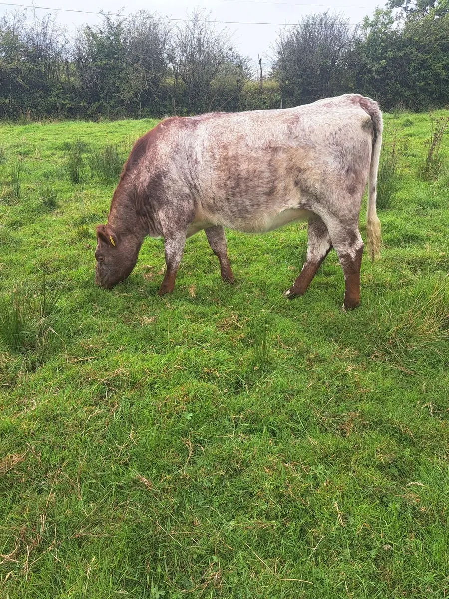 Heifers - Image 4