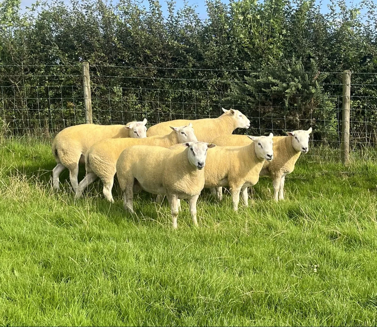 Belclare Shearling Rams - Image 2