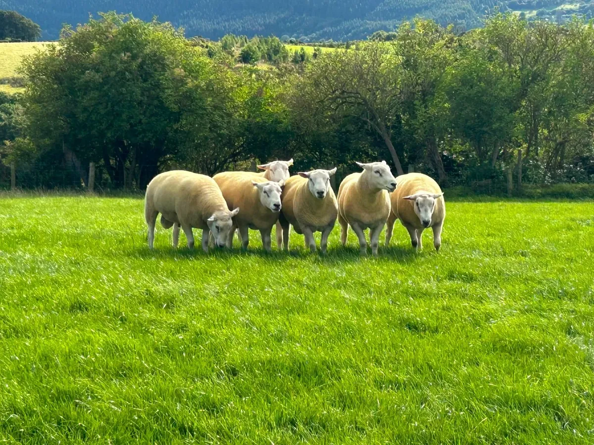 Belclare Shearling Rams - Image 1