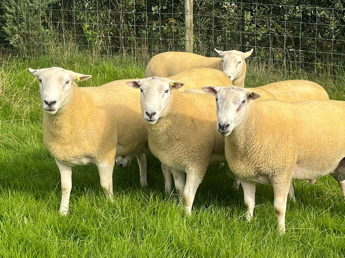 Belclare Shearling Rams - Image 3