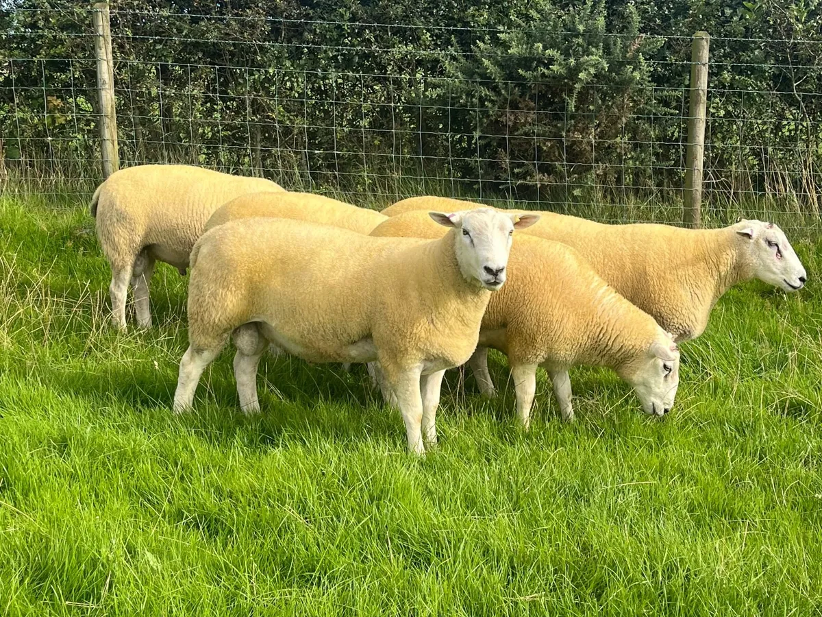 Belclare Shearling Rams - Image 4