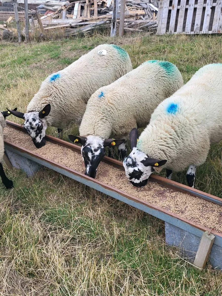 Milford  ram  lambs - Image 1