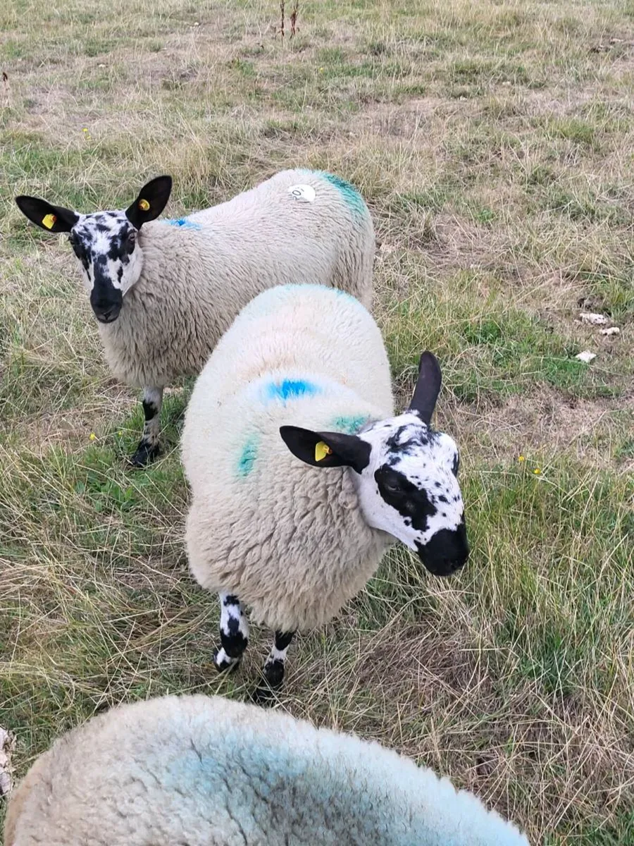 Milford  ram  lambs - Image 2