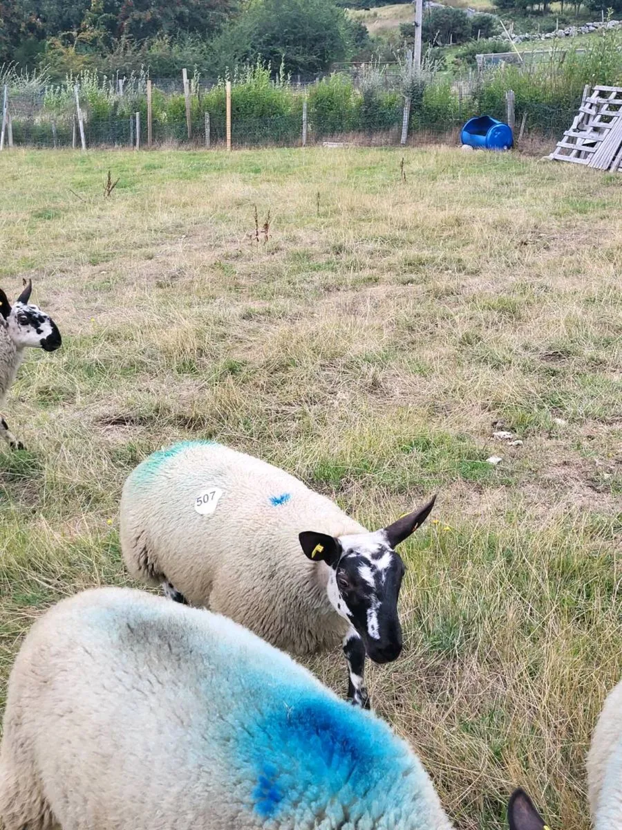 Milford  ram  lambs - Image 4