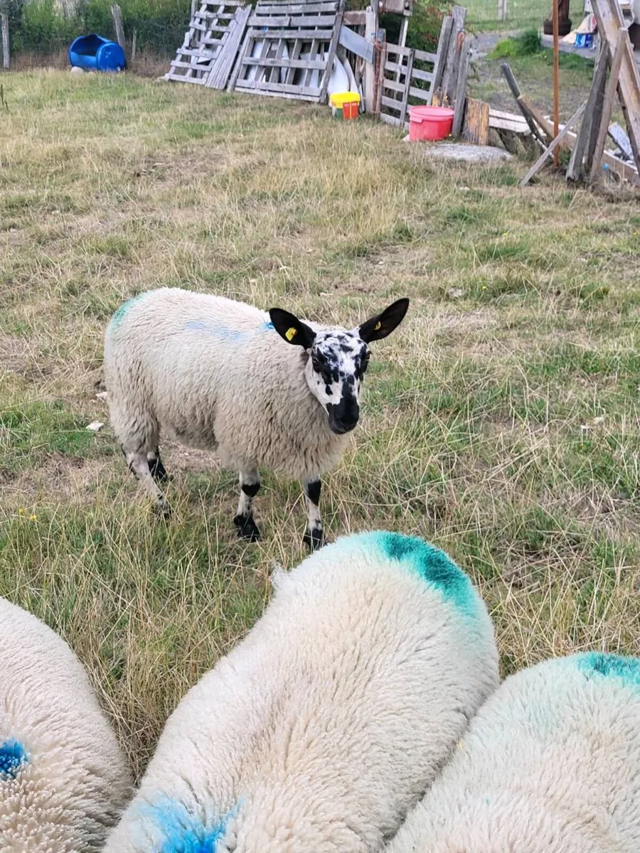 Milford  ram  lambs - Image 3