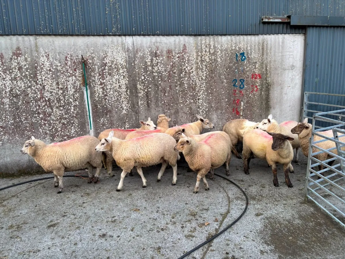 Ewe lambs - Image 2
