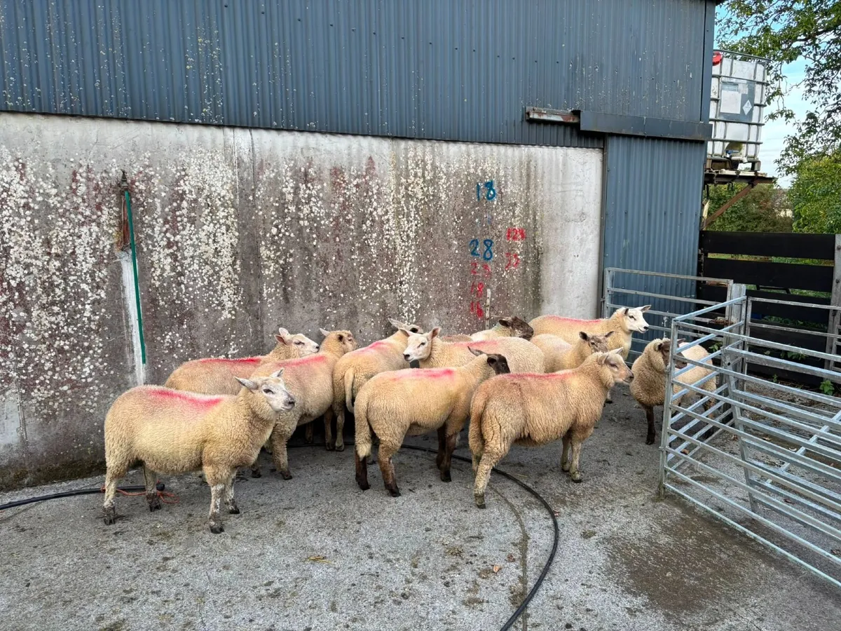 Ewe lambs - Image 3