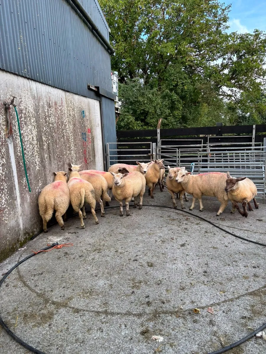 Ewe lambs - Image 4