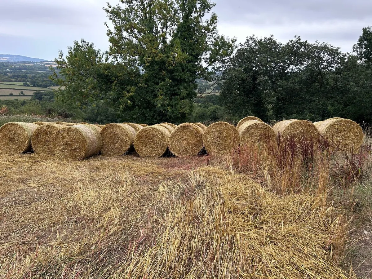 Organic Oaten Straw - Image 1