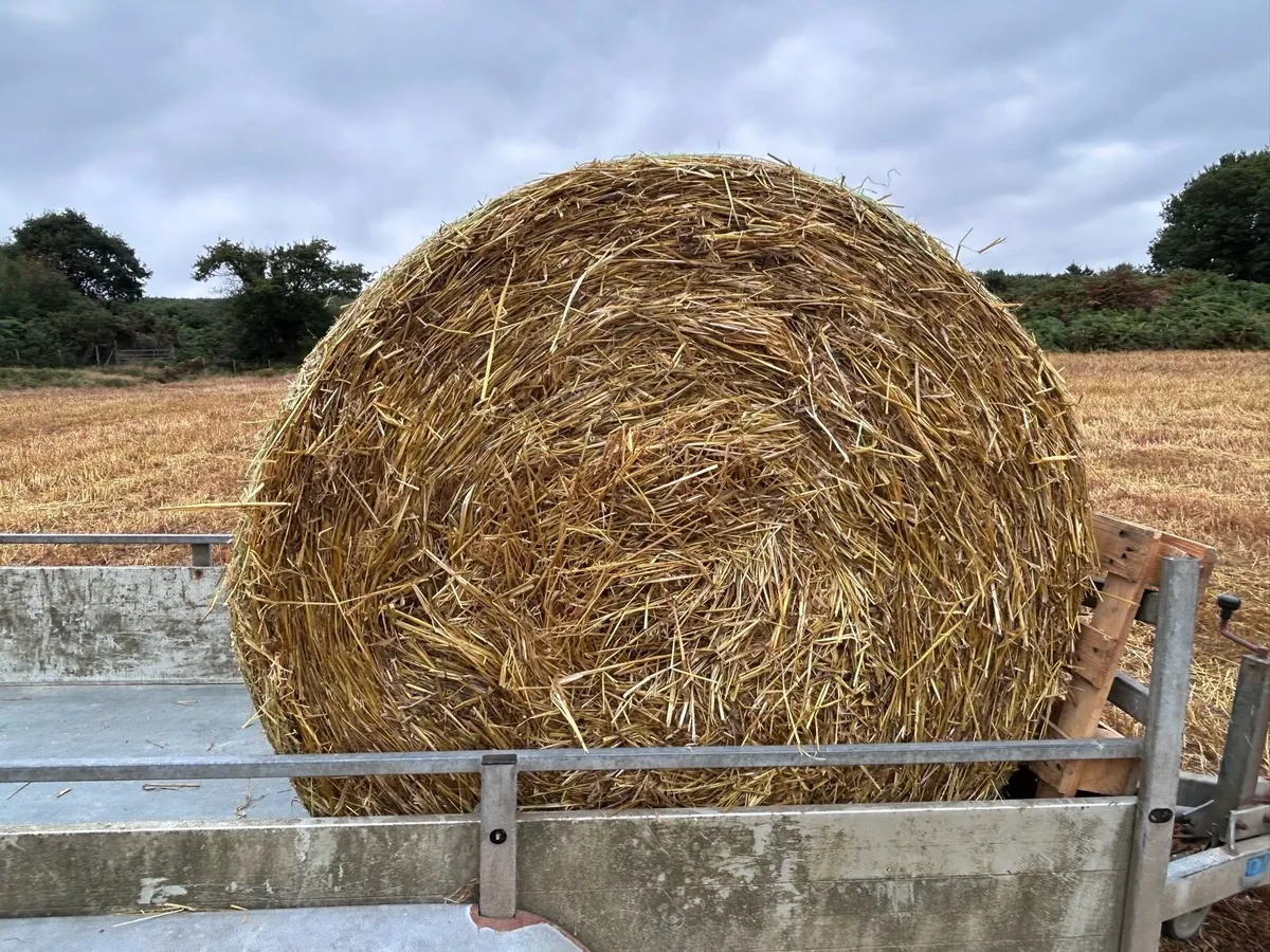 Organic Oaten Straw - Image 2