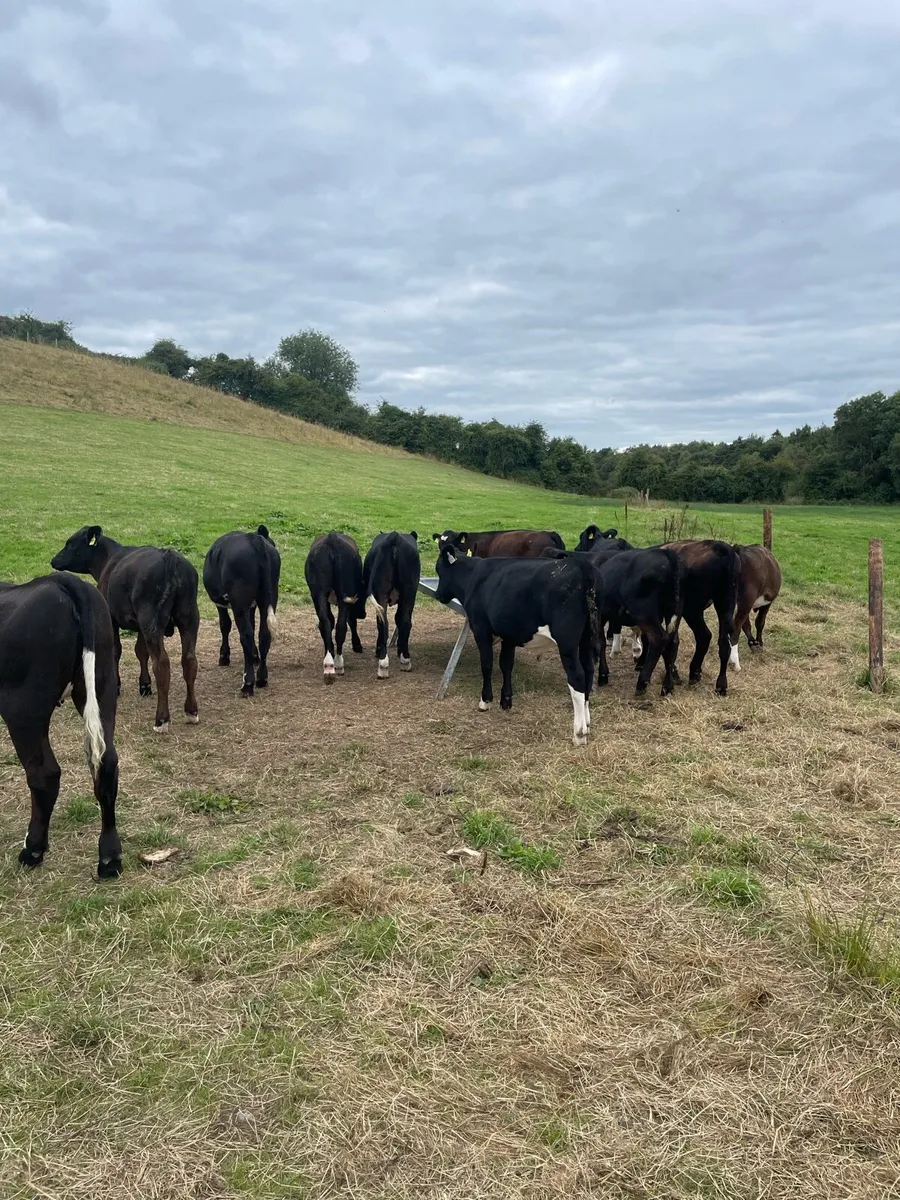 Angus and limousine calves for sale - Image 2