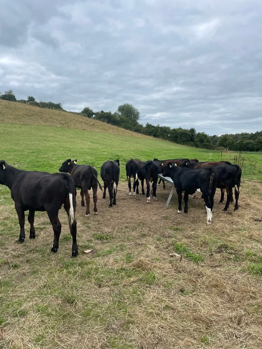 Angus and limousine calves for sale - Image 1