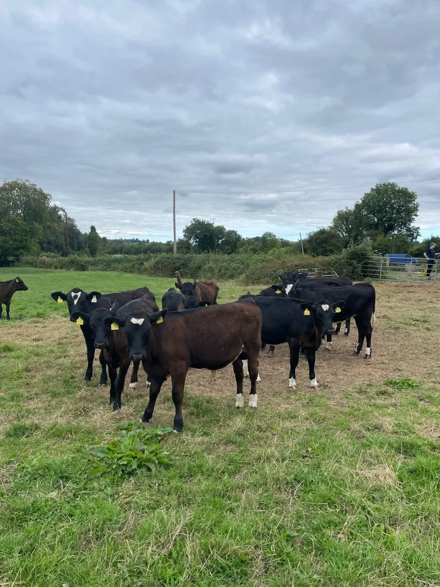 Angus and limousine calves for sale - Image 4