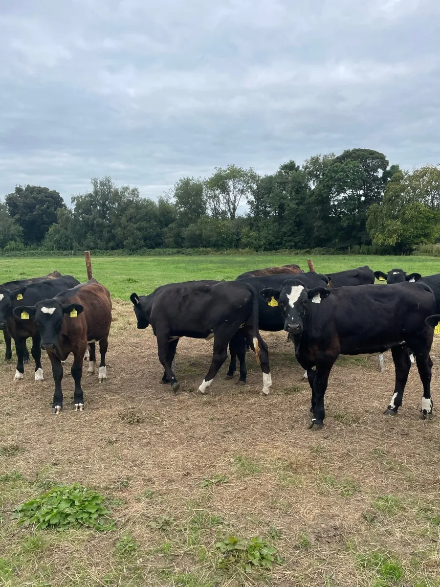 Angus and limousine calves for sale - Image 3