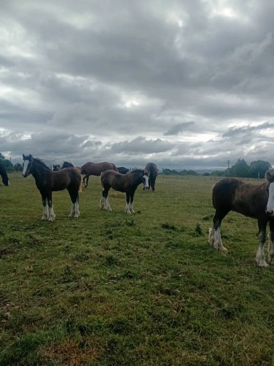 Foal - Image 2