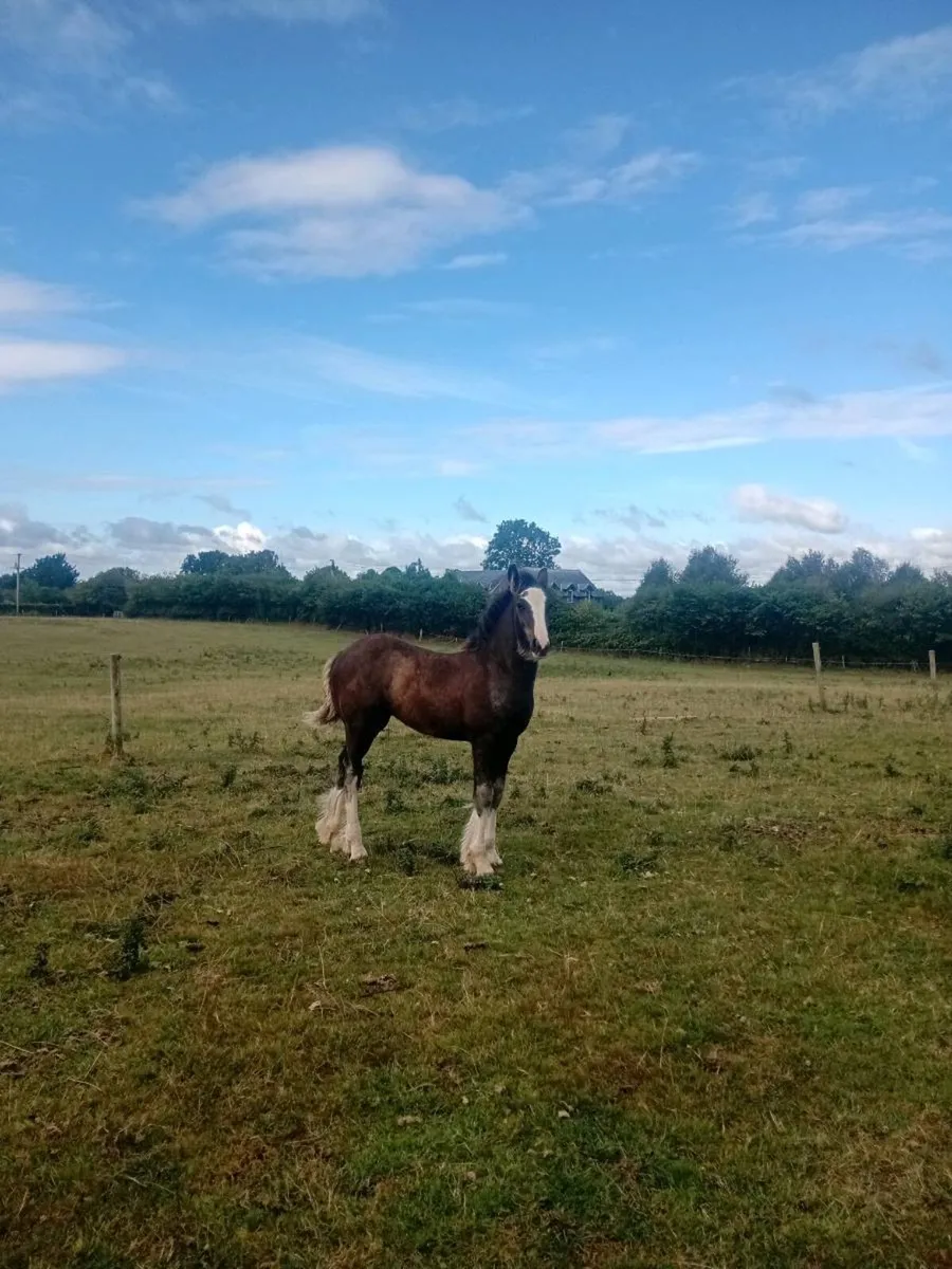 Foal - Image 1