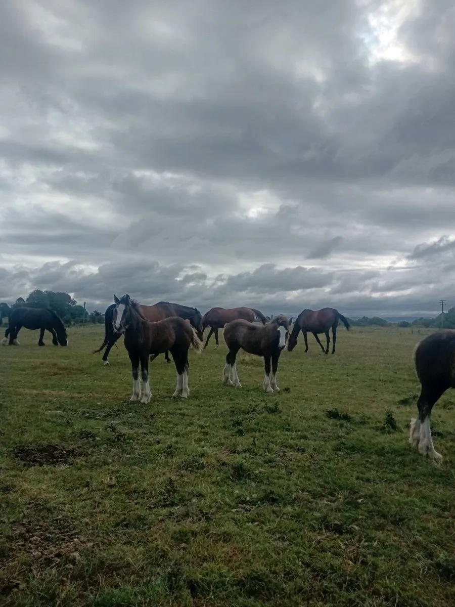 Foal - Image 3