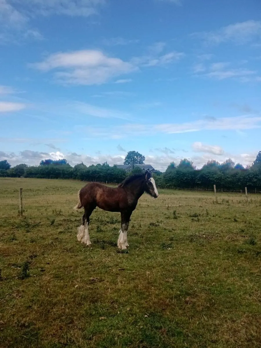 Foal - Image 4