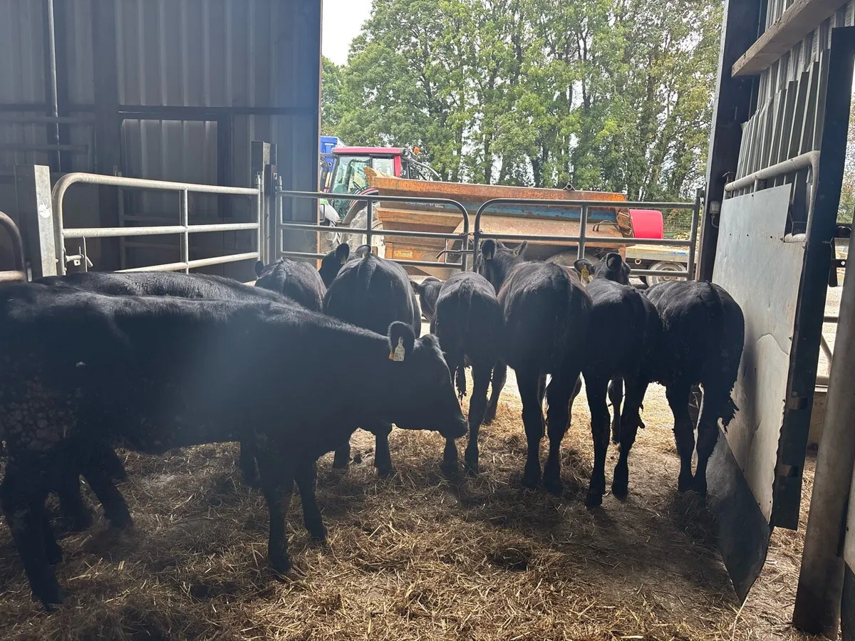 9 super Angus weanling heifers - Image 2