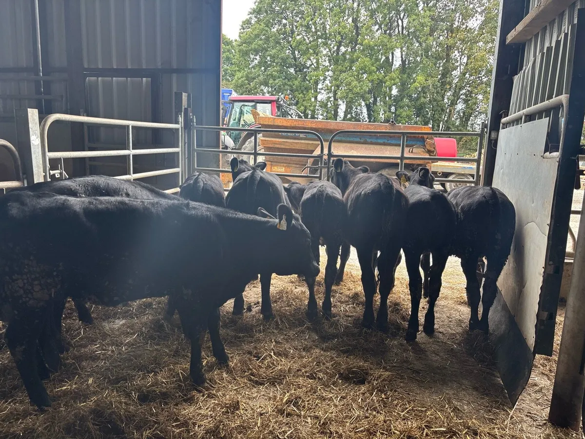 9 super Angus weanling heifers - Image 3