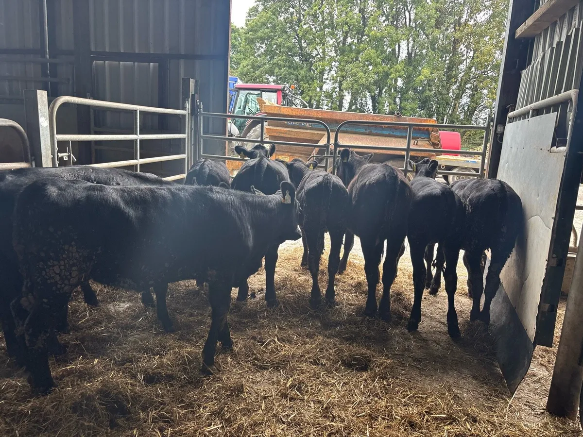 9 super Angus weanling heifers - Image 4
