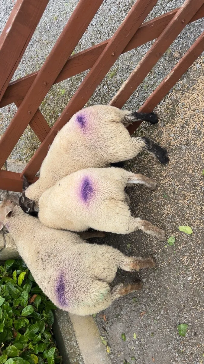 Lambs