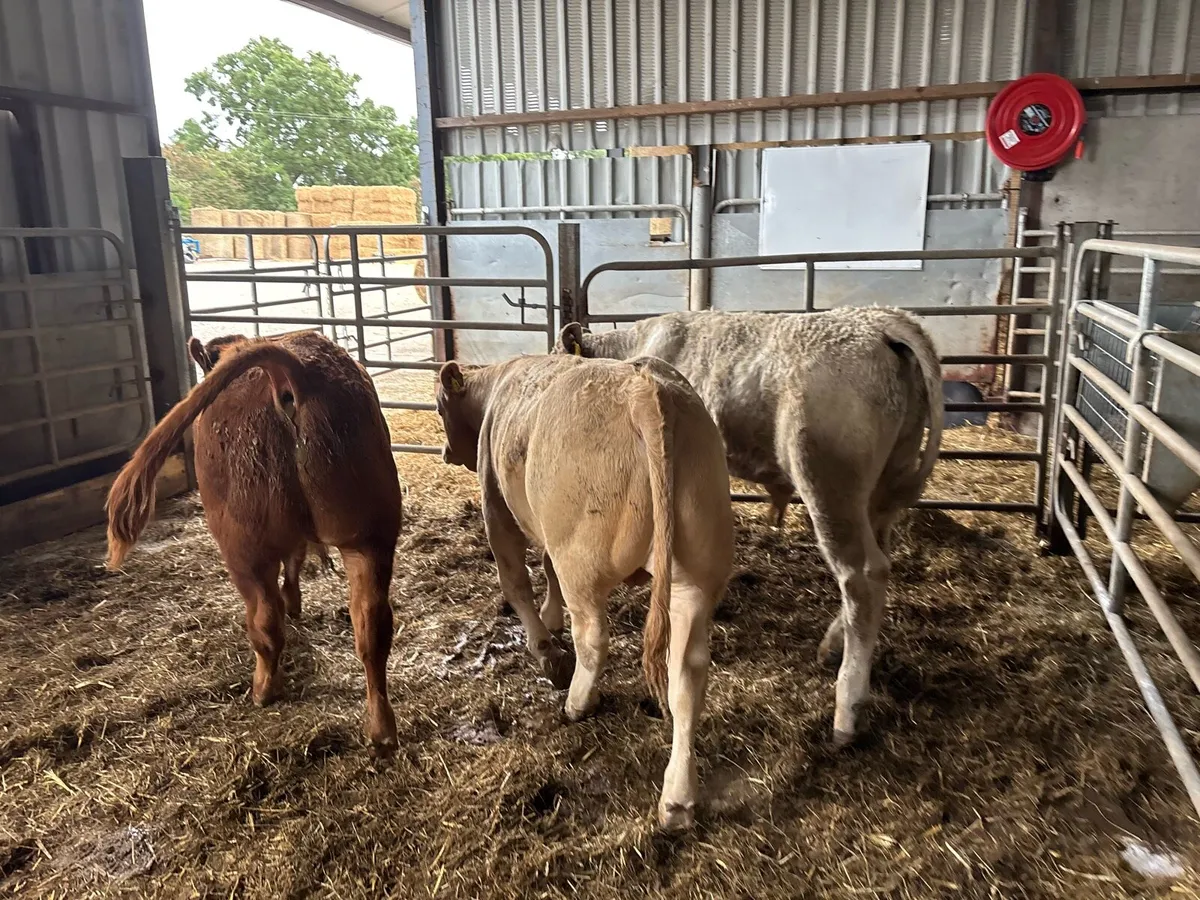 3 super u grade continental bulls - Image 4