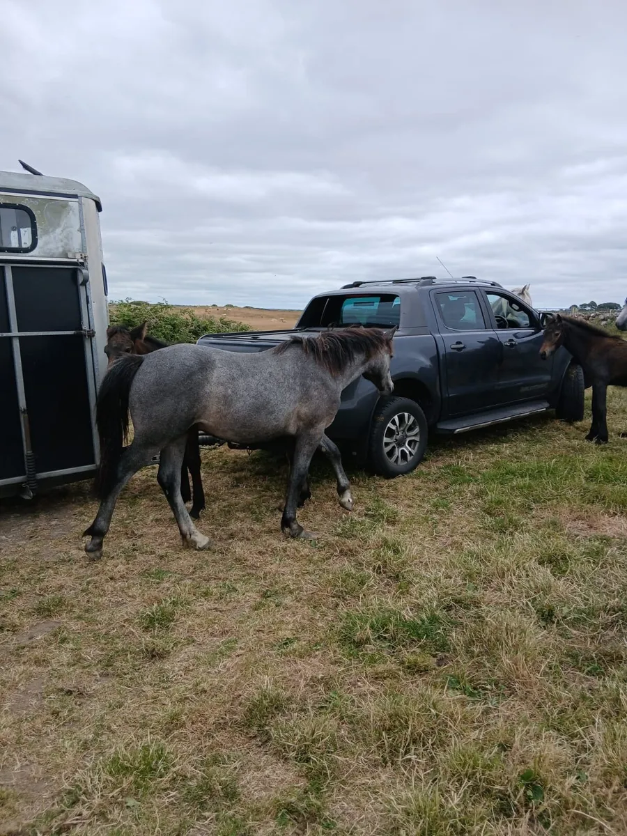 Small selection of yearling colts - Image 2