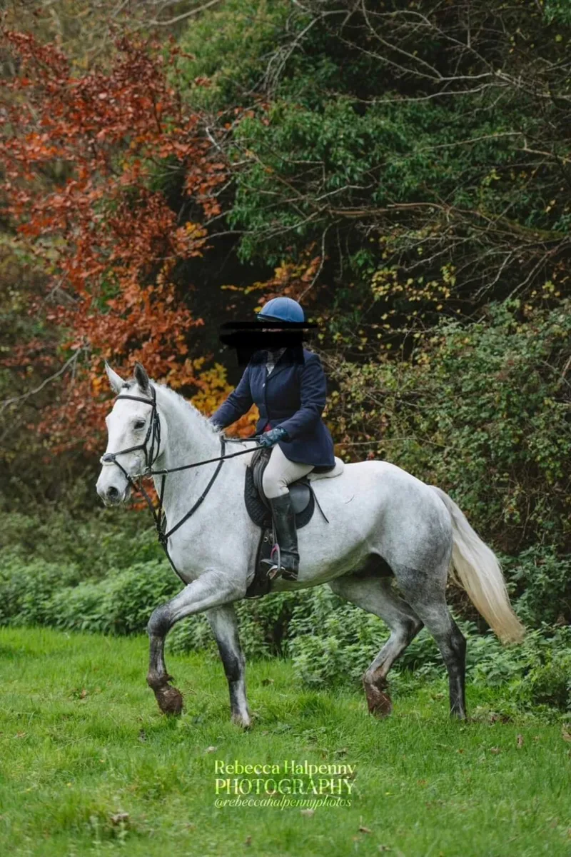7 year old 17 hh Irish sport horse - Image 1